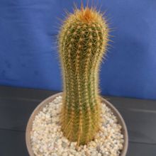 A photo of Echinopsis angelesiae
