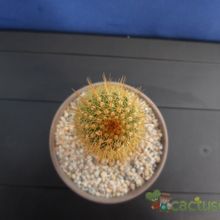 A photo of Echinopsis angelesiae