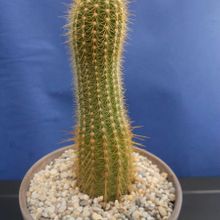 A photo of Echinopsis angelesiae