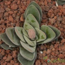 Una foto de Crassula x Coralita (C. perfoliata var. falcata x C. susannae) (Hibrido)