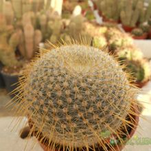 A photo of Mammillaria muehlenpfordtii