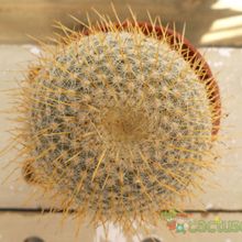 A photo of Mammillaria muehlenpfordtii