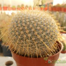 A photo of Mammillaria muehlenpfordtii