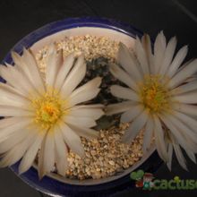 A photo of Echinocereus pulchellus ssp. sharpii
