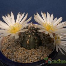 A photo of Echinocereus pulchellus ssp. sharpii
