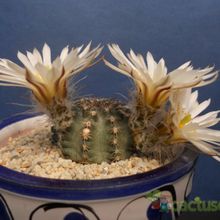 A photo of Echinocereus pulchellus ssp. sharpii
