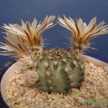 A photo of Echinocereus pulchellus ssp. sharpii