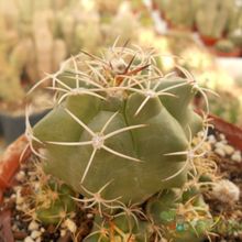 Una foto de Matucana paucicostata