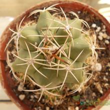 Una foto de Matucana paucicostata