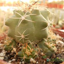 Una foto de Matucana paucicostata