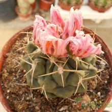 A photo of Thelocactus hexaedrophorus