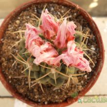 A photo of Thelocactus hexaedrophorus