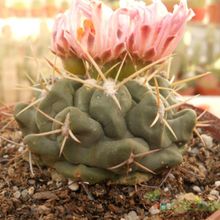 A photo of Thelocactus hexaedrophorus