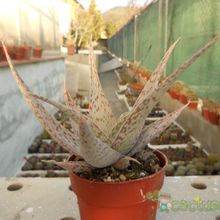 Una foto de Aloe cv. Snowflake