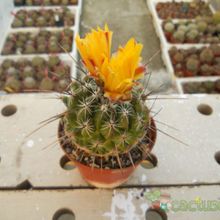Una foto de Thelocactus conothelos ssp. aurantiacus