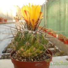 Una foto de Thelocactus conothelos ssp. aurantiacus