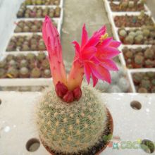 A photo of Matucana haynei