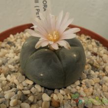 A photo of Lophophora williamsii