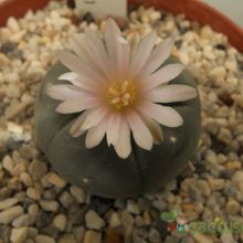 A photo of Lophophora williamsii