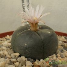 A photo of Lophophora williamsii