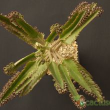 A photo of Bryophyllum x houghtonii