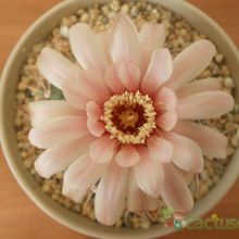 A photo of Gymnocalycium neuhuberi