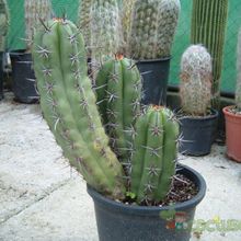 Una foto de Pachycereus fulviceps