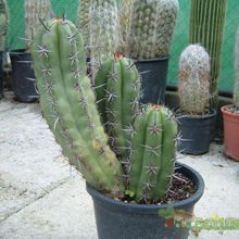 Una foto de Pachycereus fulviceps