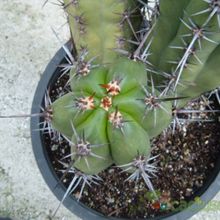 Una foto de Pachycereus fulviceps