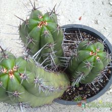 Una foto de Pachycereus fulviceps