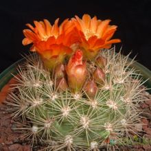 Una foto de Weingartia neocumingii