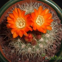 Una foto de Weingartia neocumingii
