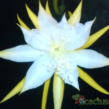 Una foto de Epiphyllum anguliger