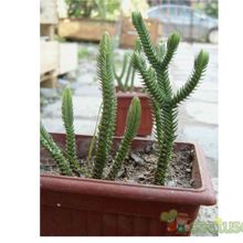 Una foto de Crassula ericoides