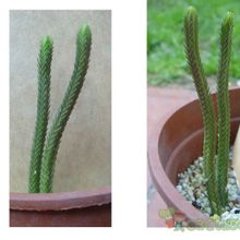Una foto de Crassula muscosa