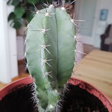 A photo of Polaskia chichipe