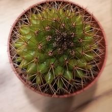 Foto de un cactus que se está identificando actualmente