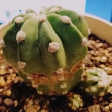A photo of Echinopsis subdenudata