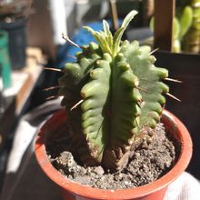 Foto de un cactus que se está identificando actualmente