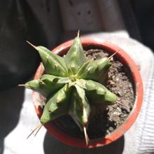 Foto de un cactus que se está identificando actualmente