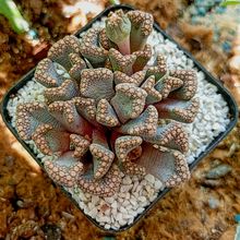 Una foto de Titanopsis hugo-schlechteri  