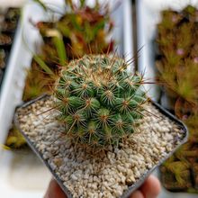 Foto de un cactus que se está identificando actualmente