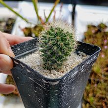 A photo of Mammillaria backebergiana ssp. backebergiana