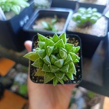 Photo of a cactus currently being identified