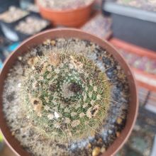Foto de un cactus que se está identificando actualmente