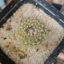 Foto de un cactus que se está identificando actualmente