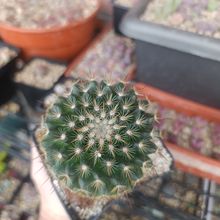 Foto de un cactus que se está identificando actualmente