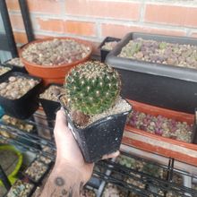 Foto de un cactus que se está identificando actualmente