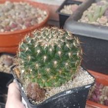 Photo of a cactus currently being identified