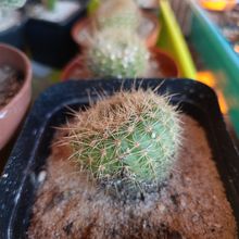 Photo of a cactus currently being identified